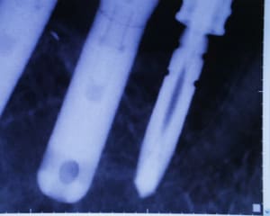 Pic00065 xavjpm - Eugenol