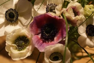 Pour rose fteiix - Eugenol