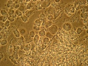 V p31010001 lsyco1 - Eugenol