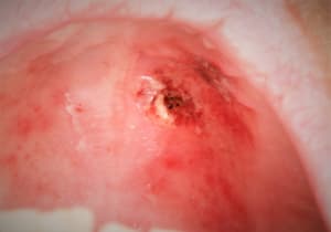  mg 1800 jmrssy - Eugenol