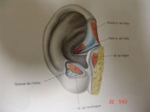 Aur1 qzcpeu - Eugenol