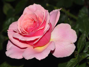 Bonne fête des mères mesdames xtc0lx - Eugenol