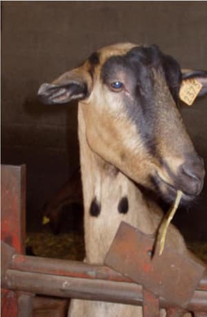 Chèvre sujvcn - Eugenol