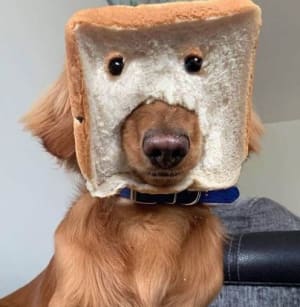 Chien tartine cvu9gk - Eugenol