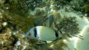 Corse 2010   190 cbmm13 - Eugenol