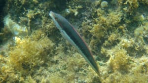 Corse 2010   195 gawdbi - Eugenol