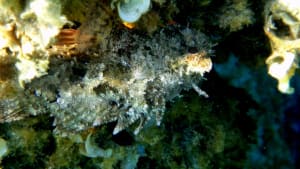 Corse 2010   674 rsquvw - Eugenol