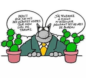 Environnement - Eugenol