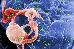 Hiv 450797 qhmcvv - Eugenol