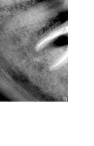 Jpostop1an1 dlxxwr - Eugenol