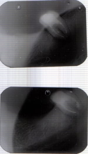 Lastscan 48 jdgcrk - Eugenol