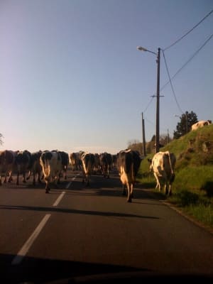 Les bouchons sont de retour re5vjx - Eugenol