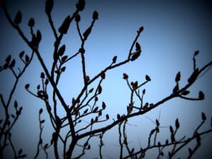 Lomo sivxdl - Eugenol