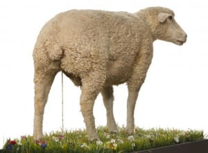Merinos gtmehu - Eugenol