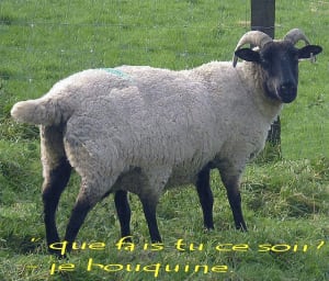 Mouton elevage ameli owku1e - Eugenol