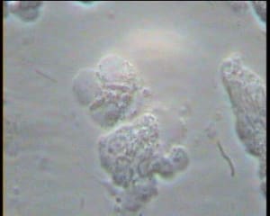 Mr x 2 wtdcq1 - Eugenol