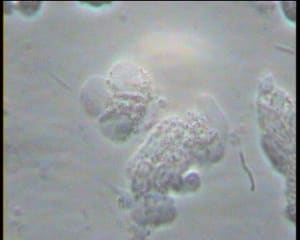 Mr x 3 lncxe0 - Eugenol