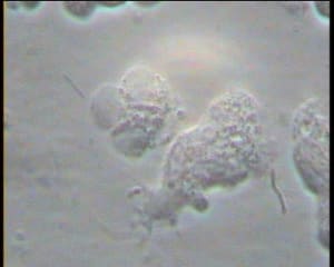 Mr x 4 nignmw - Eugenol