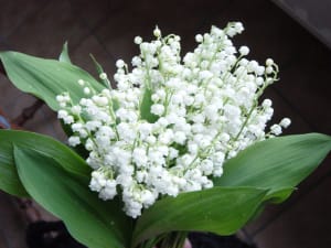 Muguet y9m6cz - Eugenol