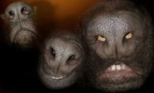 Museau de chiens wn8pao - Eugenol