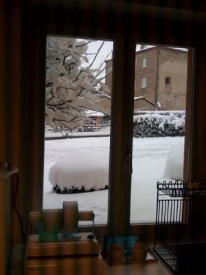 Neige piytlu - Eugenol