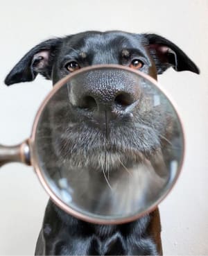 P1zpawy6db2chwj4m84gw2wlr0u0 - Eugenol