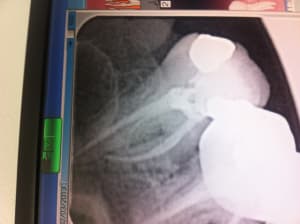 Photo copie bf1wjl - Eugenol