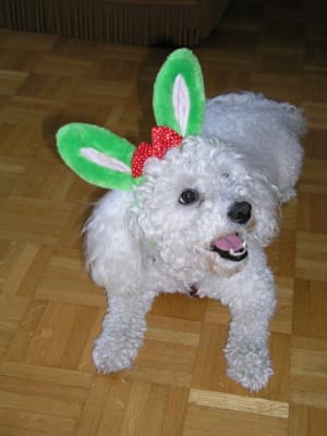 Pluton xosveo - Eugenol