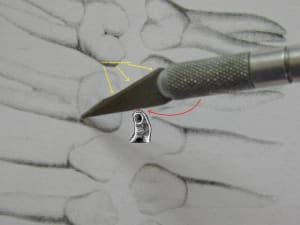 Pouce3 vpgdn9 - Eugenol
