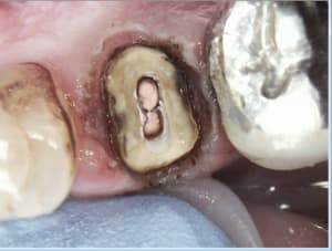 T8oafimbrxl6a89o3zwa - Eugenol