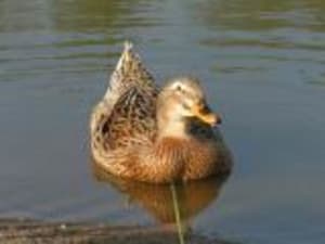 Th canard1 taqhyl - Eugenol