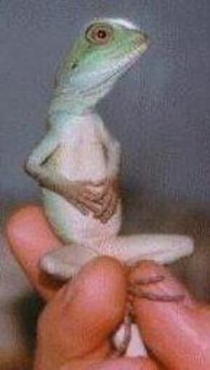 Une grenouille de bénitier bzilp1 - Eugenol