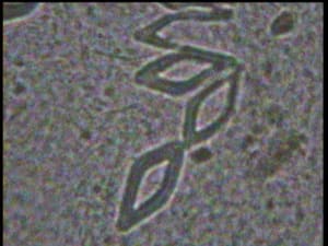 Yen3 y7fnwr - Eugenol
