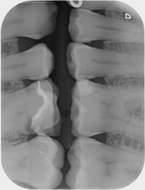 Zats0nqaeqingowmuftn - Eugenol