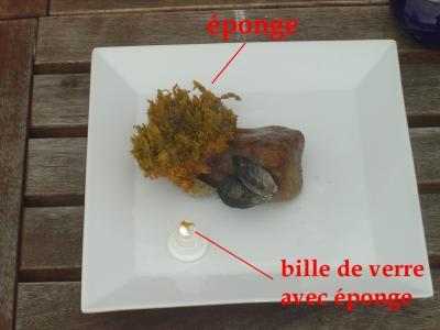 Éponge 2 gfzlq6 - Eugenol