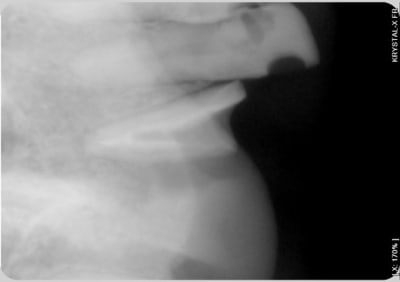 001 vf8ze2 - Eugenol