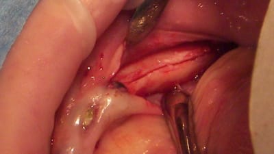 100 1125 hse9du - Eugenol