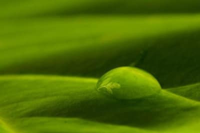 158 5838 tvlbct - Eugenol