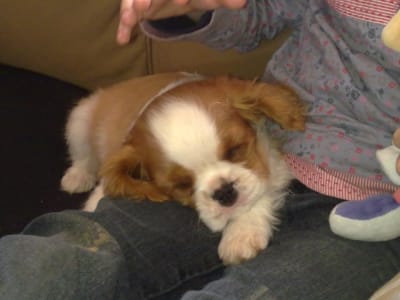 19022011034 qbpgek - Eugenol