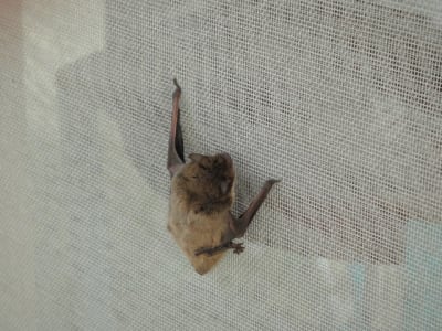 20100716 005 agxwyq - Eugenol