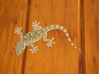 20100716 009 ldaeqj - Eugenol