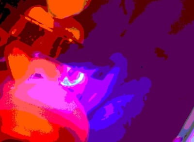 2010 04 20 0155rwp uxpxuf - Eugenol