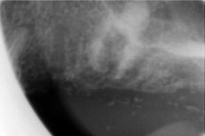 3  800x600  jcxiex - Eugenol