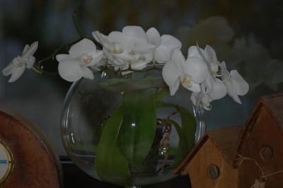4ème floraison gr6zhp - Eugenol