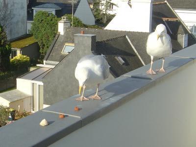 5 la femelle prend vraai5 - Eugenol
