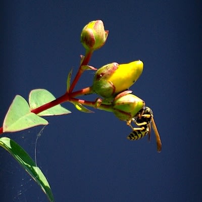 8259 400 kwgeot - Eugenol