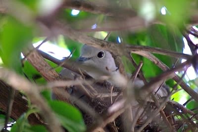 9317 400 vmwd7s - Eugenol