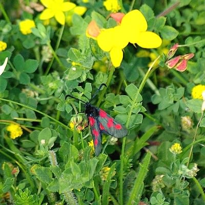 9328 400 ffu5fy - Eugenol