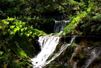 As4 adboua - Eugenol