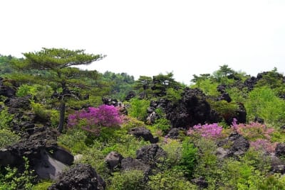 Bkg  4  k7b2er - Eugenol